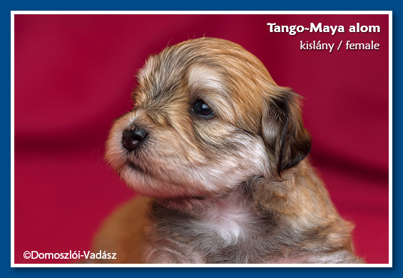 Tango-Maya-litter / E-litter