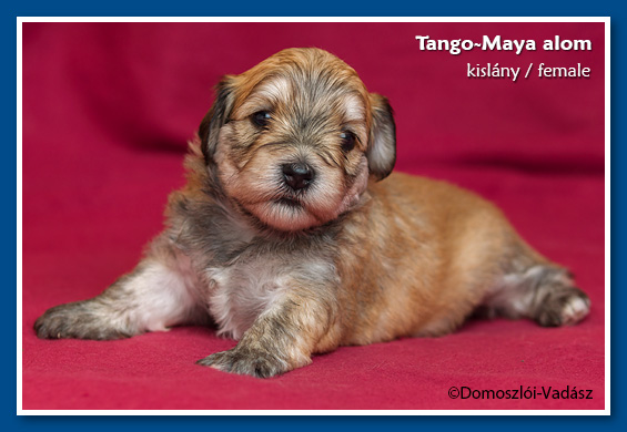 Tango-Maya-litter / E-litter