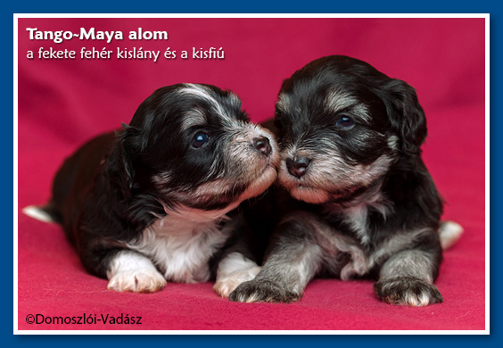 Tango-Maya-litter / E-litter