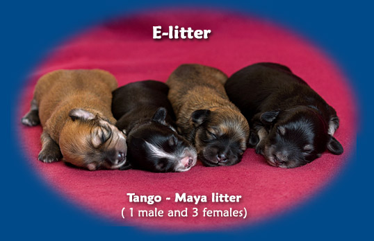 Tango-Maya-alom / C-litter