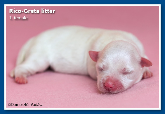 Rico-Törpilla-alom / S-litter