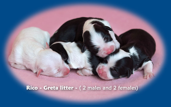 Rico-Törpilla-alom / C-litter