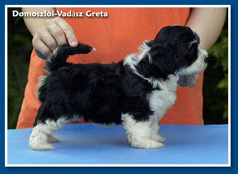 Miranda - at 6 months old - havanese