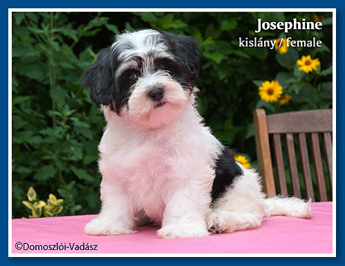 Josephine 9 hetesen / at 9 weeks old