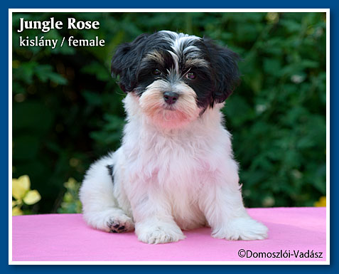 Jungle Rose 9 hetesen / at 9 weeks old