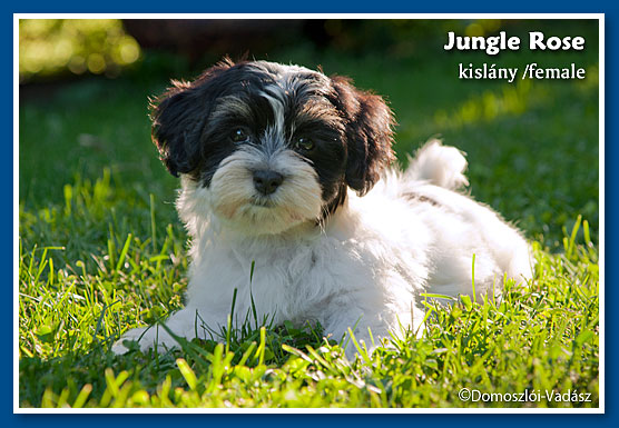 Jungle Rose 9 hetesen / at 9 weeks old