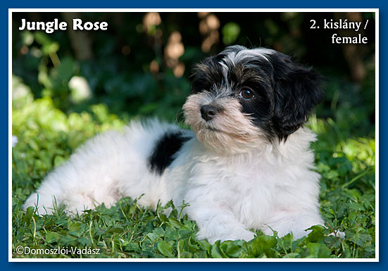 Jungle Rose 9 hetesen / at 9 weeks old