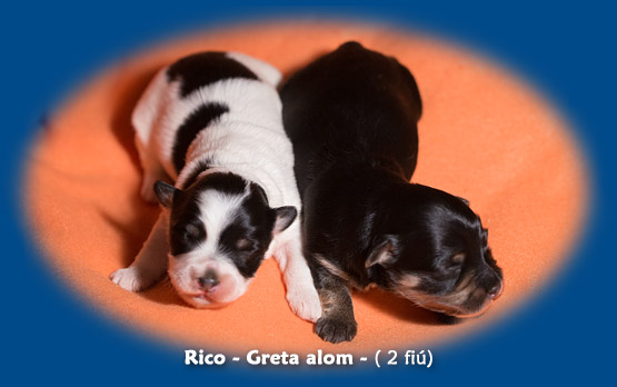 Rico-Törpilla-alom / C-litter