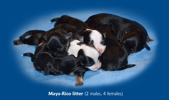 Maya-Rico litter (2 males and 4 females )