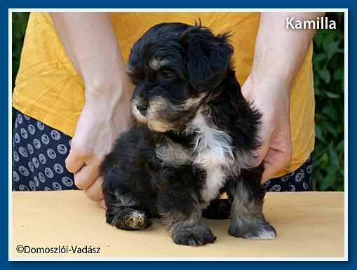 Kamilla- havanese kislány