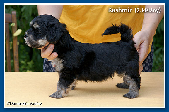 Kashmir- havanese kislány