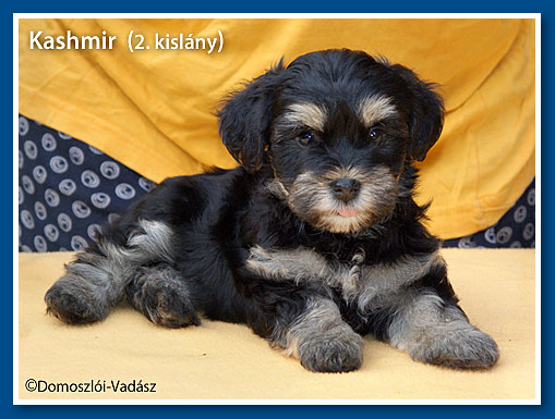 Kashmir- havanese kislány