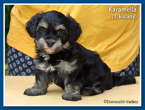 Karamella- havanese kislány