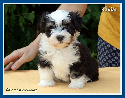 Kaviár - havanese fiú