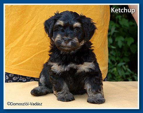 Ketchup - havanese fiú