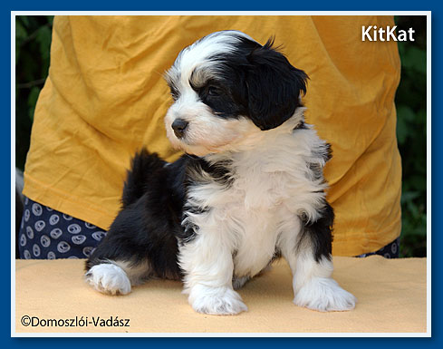 KitKat - havanese kislány