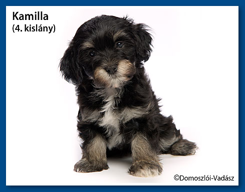 Kamilla- havanese kislány