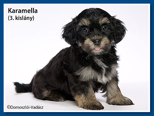 Karamella- havanese kislány