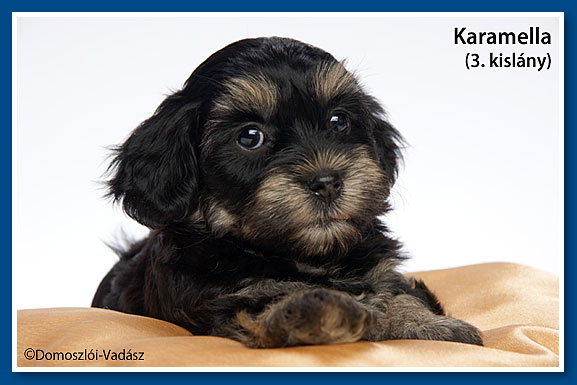 Karamella- havanese kislány