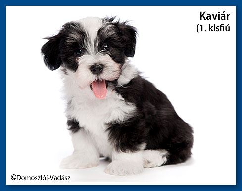 Kaviár - havanese fiú