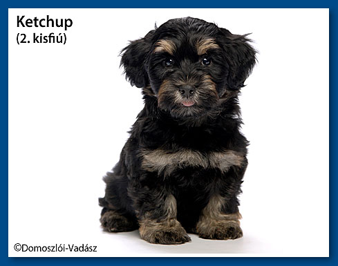 Ketchup - havanese fiú