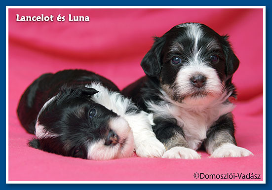 Luna és Lancelot 3,5 hetesen