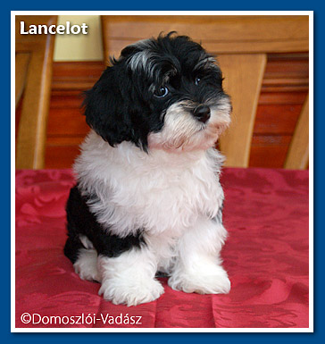 Lancelot 8 hetesen