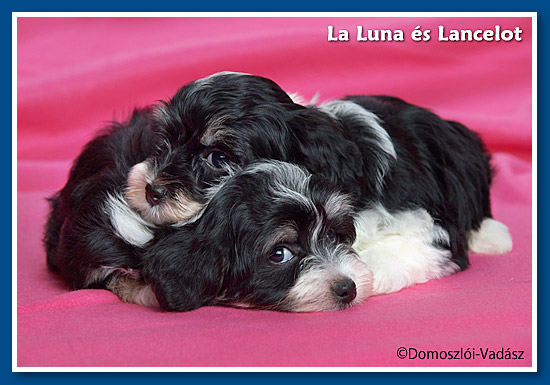 Luna és Lancelot 6 hetesen