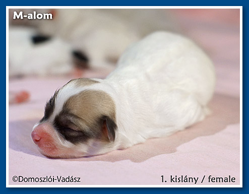 M-alom / bichon havanese kiskutyák