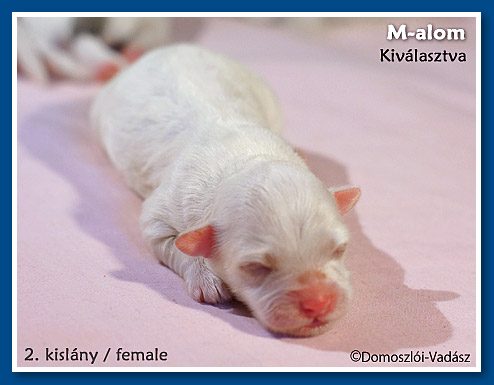 M-alom / bichon havanese kiskutyák