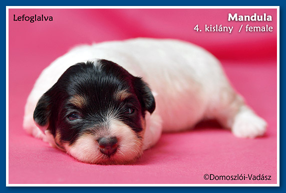 Mandula- 2,5 hetes havanese kislány