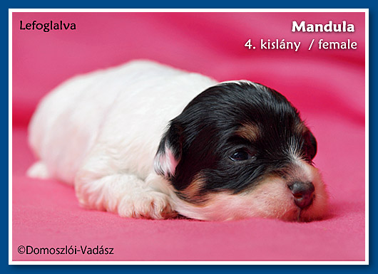 Mandula- 2,5 hetes havanese kislány