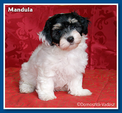 Miranda bichon havanese kislány