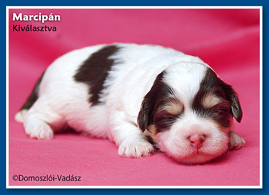 Marcipán- 2,5 hetes havanese kisfiú