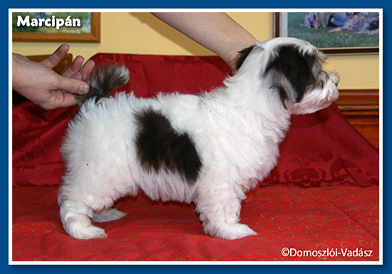 Marcipán bichon havanese kisfiú