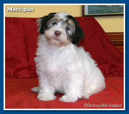 Marcipán bichon havanese kisfiú