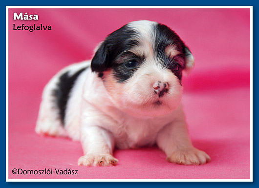 Mása- 2,5 hetes havanese kislány