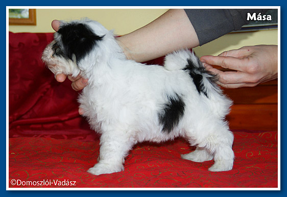 Mása bichon havanese kislány