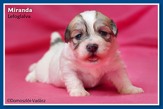 Miranda- 2,5 hetes havanese kislány