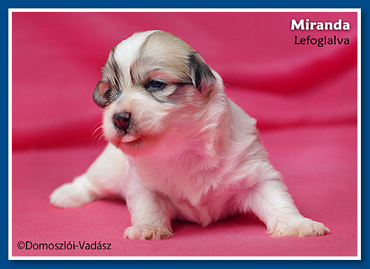 Miranda- 2,5 hetes havanese kislány