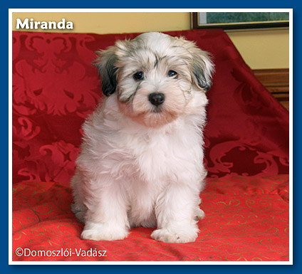 Miranda bichon havanese kislány