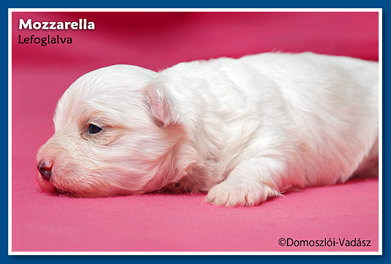 Mozzarella- 2,5 hetes havanese kislány