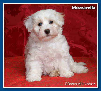 Mozzarella bichon havanese kislány