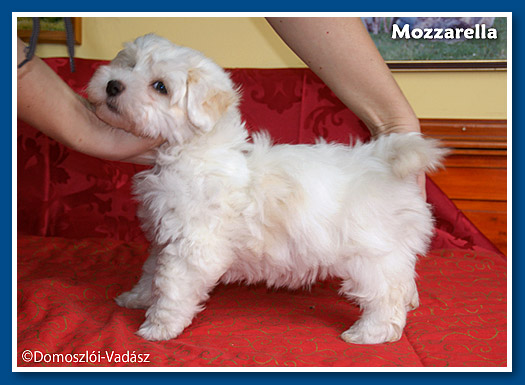 Mozzarella bichon havanese kislány