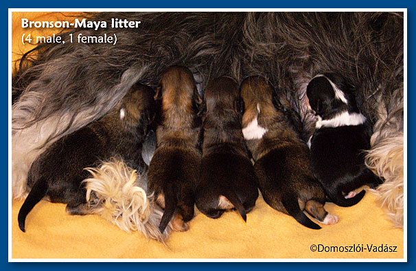 O-litter (4 male, 1 female)