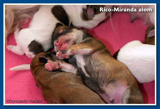 Rico-Miranda-alom / R-litter