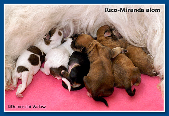 Rico-Miranda-alom / R-litter