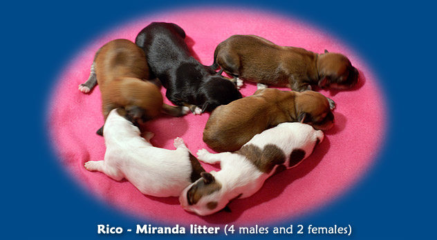 R-litter (4 males, 2 females)