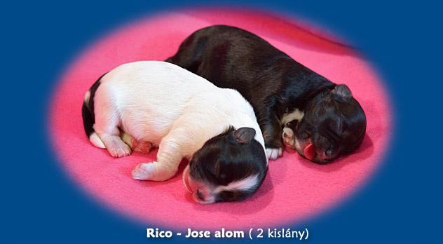 Jose-Rico alom (3 lány, 2 fiú)