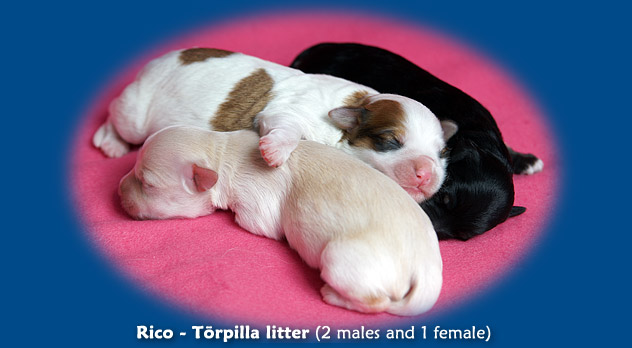 R-litter (4 males, 2 females)